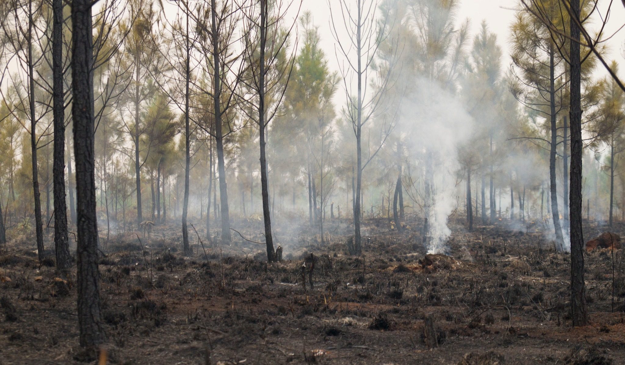 Casi Hect Reas Afectadas Por El Incendio En Holgu N Ya No Supone