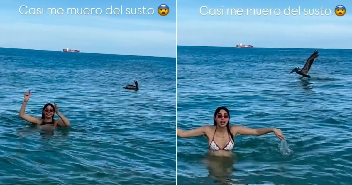 daniela reyes vive un divertido susto en miami por visita de un pelcano 1756853784 casi te pesca pelicano interrumpe bano daniela reyes playas miami le da tremendo susto