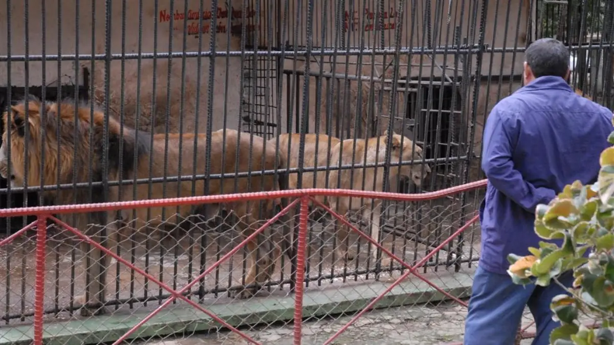 El día que se escaparon leones en el Zoológico de Sancti Spíritus y los  tuvieron que matar