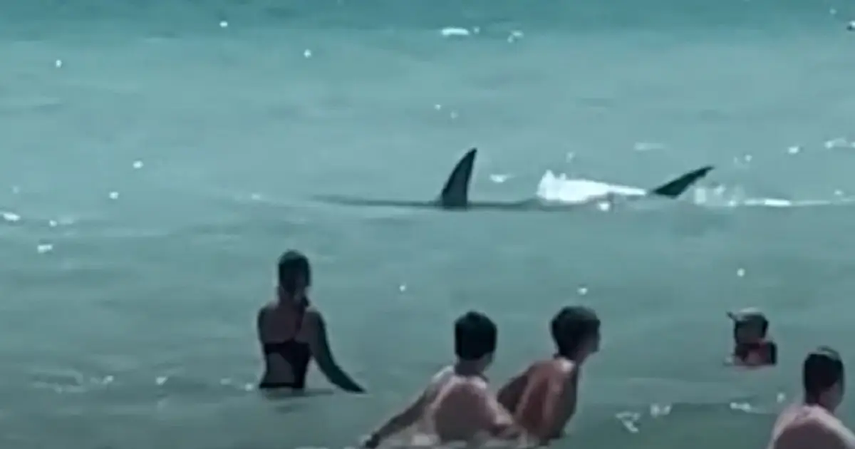 Tiburón sorprende a turistas en una playa (VIDEO)